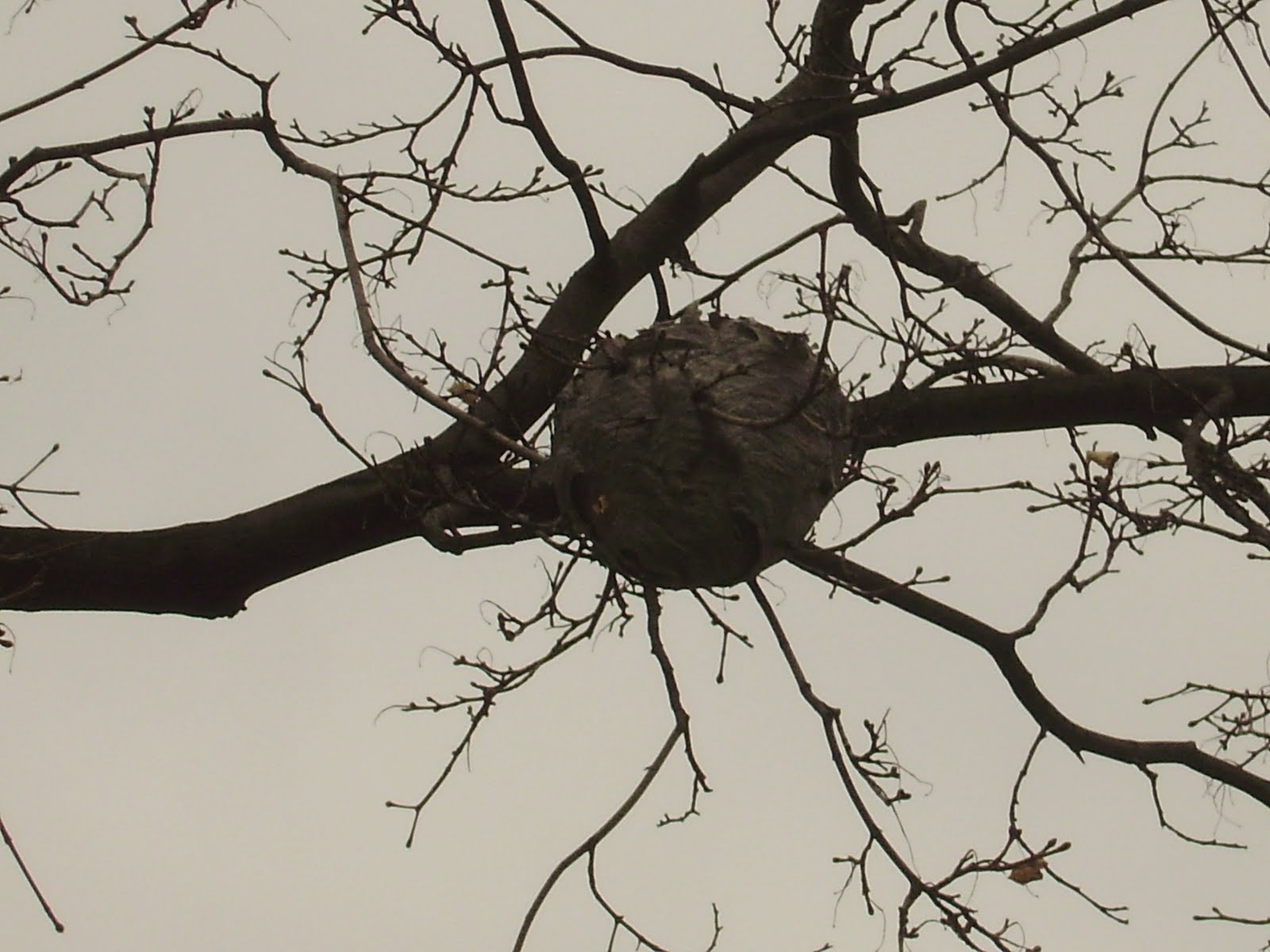 Home sweet home West Side Action