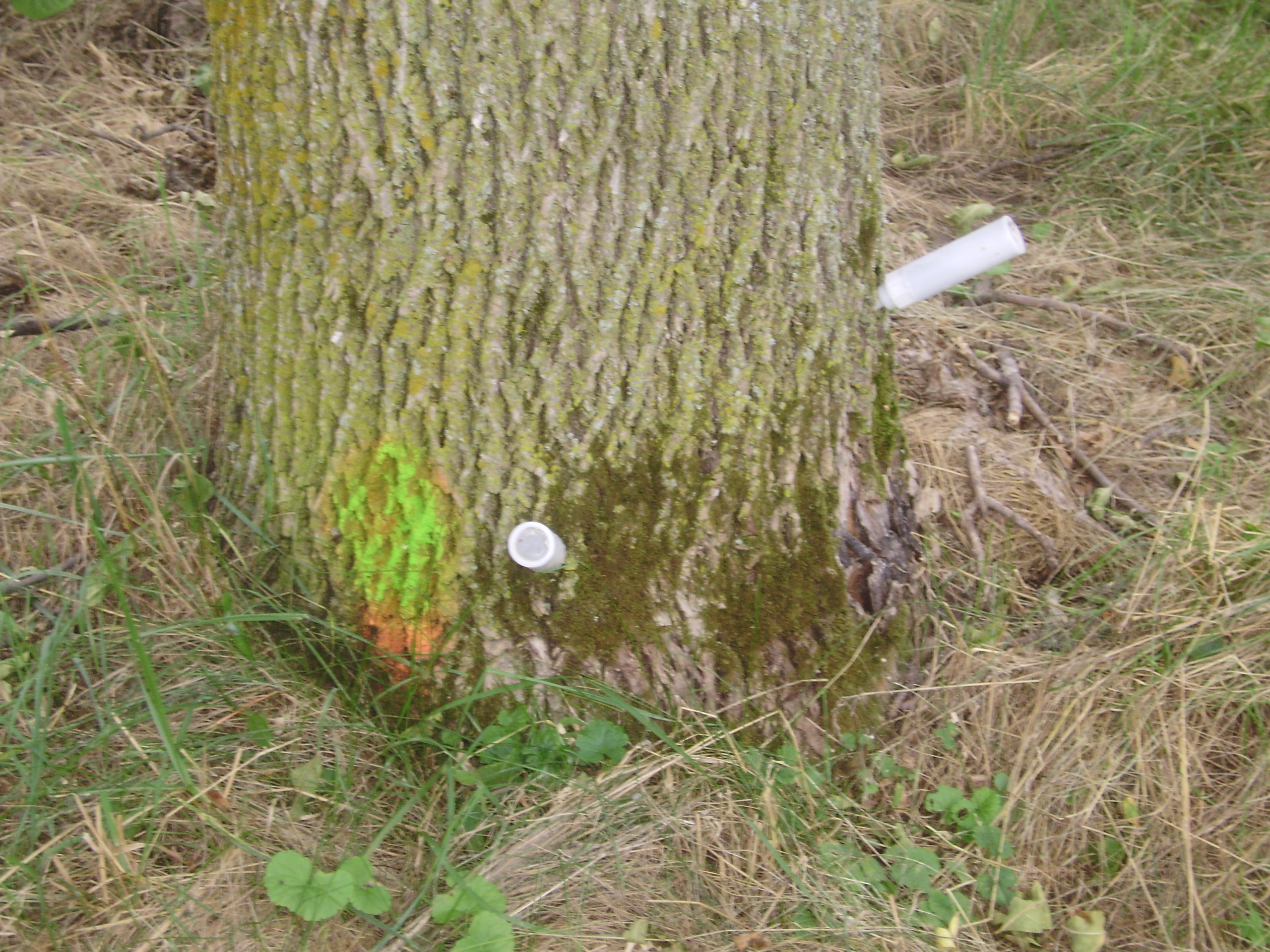 Syringes in trees West Side Action